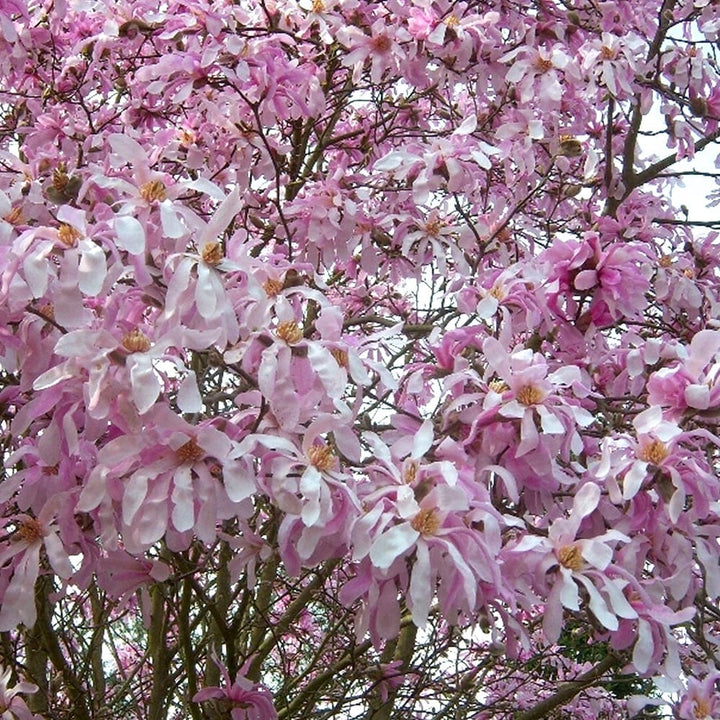 Magnolia stellata 'Rosea'