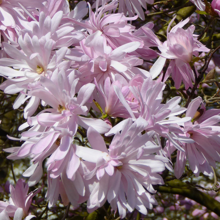 Magnolia stellata 'Rosea'