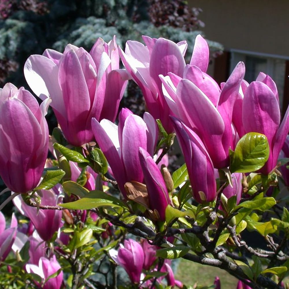 Magnolia Susan