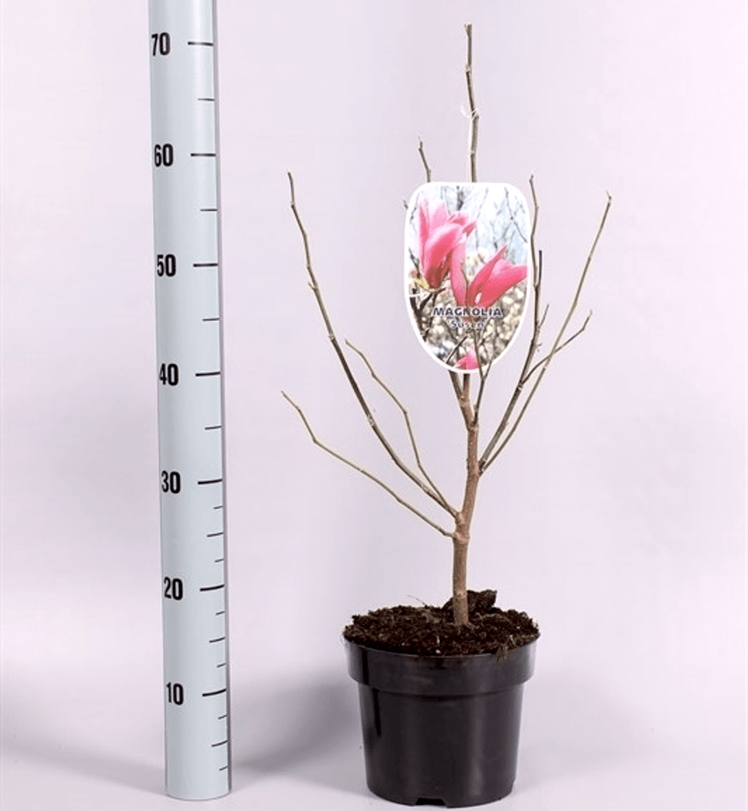 Magnolia Susan