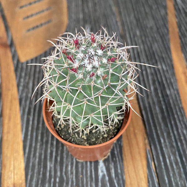 Cactus Mammillaria
