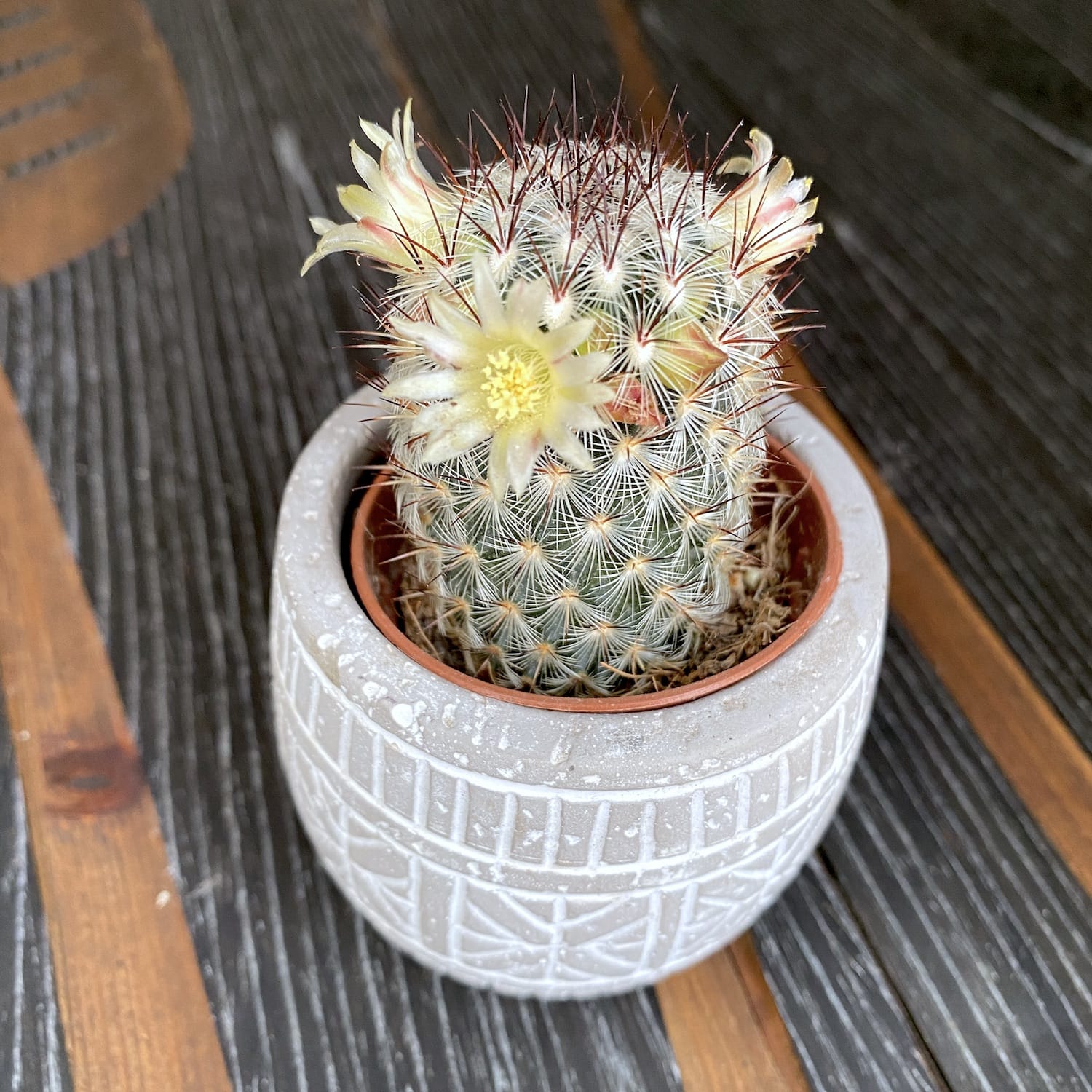 Mammillaria Microhelia