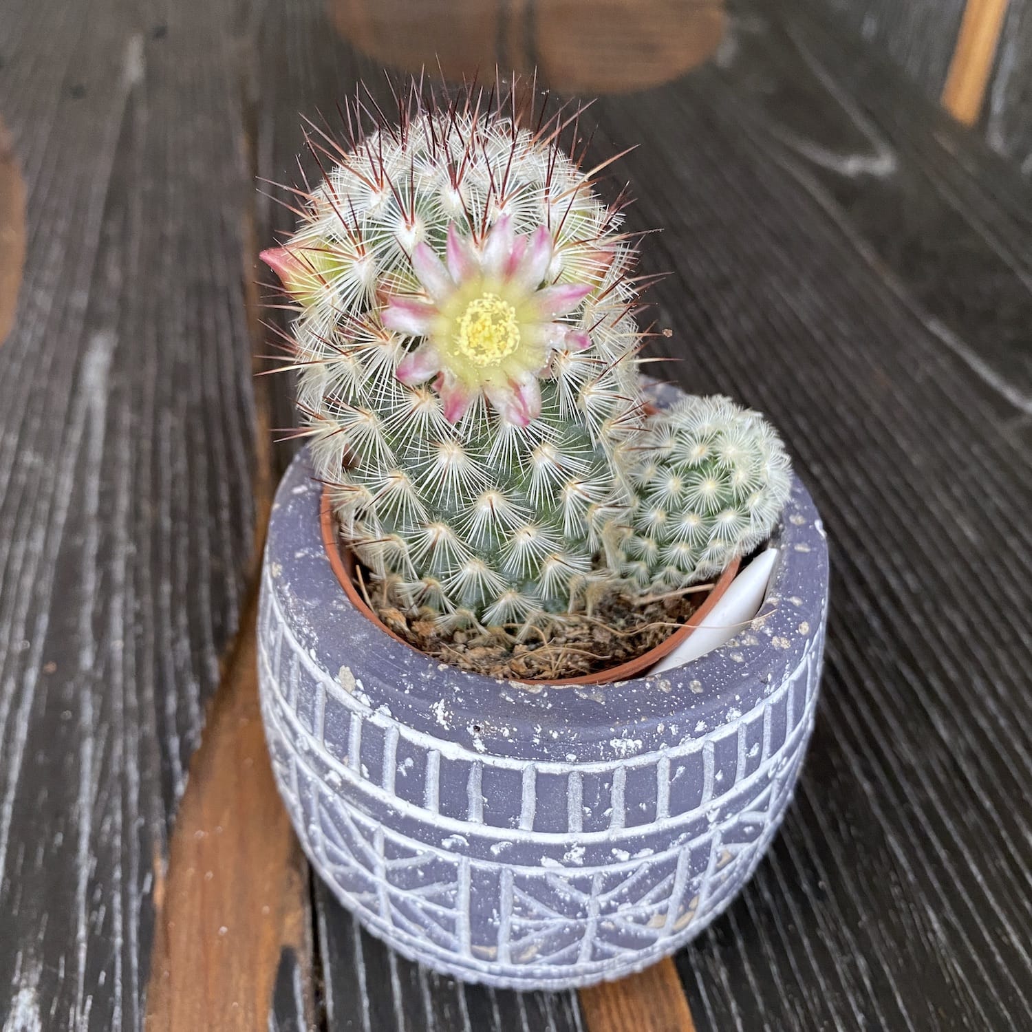 Mammillaria Microhelia