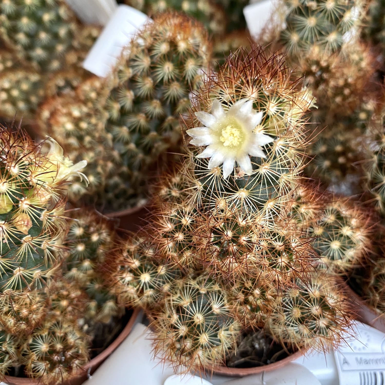 Mammillaria elongata rubra (Ladyfinger Cactus)