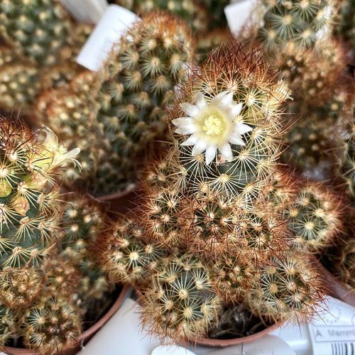 Mammillaria elongata rubra (Vingerhoedskactus) – Secret Garden Plant Shop