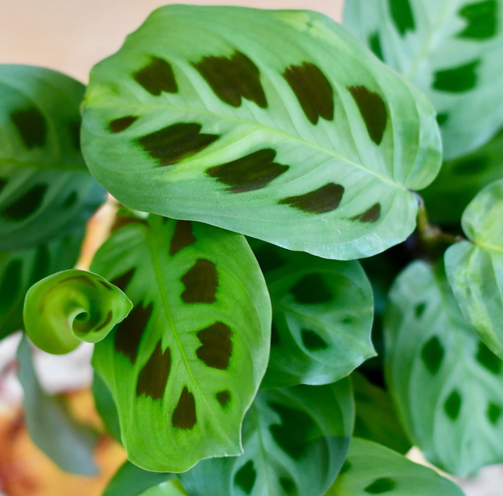 Maranta Leuconeura Kerchoveana - The Plant That Prays for the Home