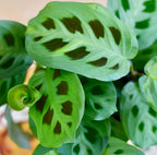 Maranta Leuconeura Kerchoveana - Växten som ber för hemmet