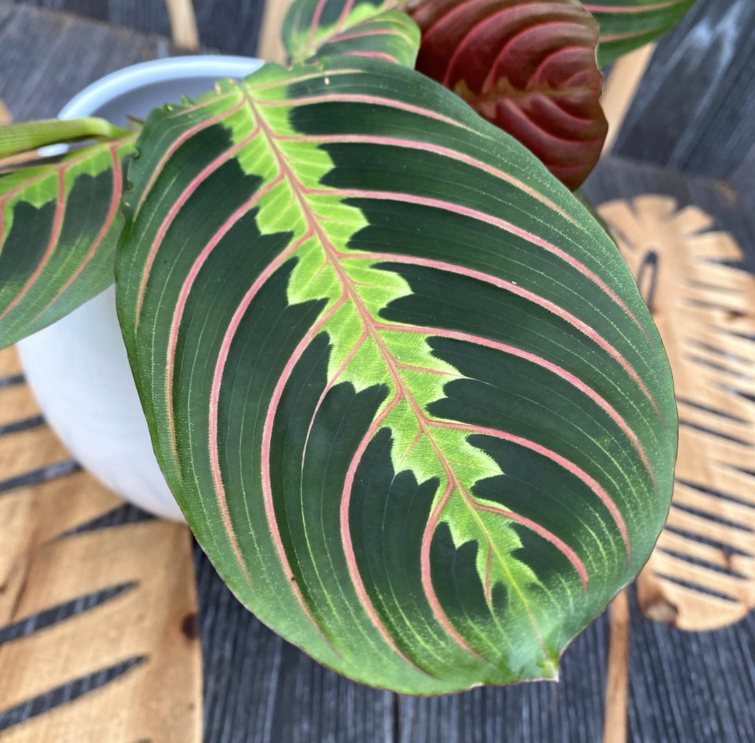 Maranta leuconeura var. erythroneura (Tricolor) - Planta care se roaga (Prayer plant)