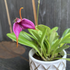 Masdevallia mov mix