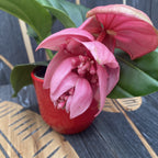 Medinilla magnifica 'Candy' - Die Blume des Königs