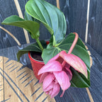 Medinilla magnifica 'Candy' - Die Blume des Königs