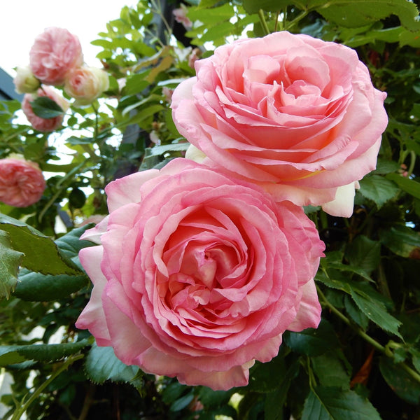 Rosa ‘Eden Rose’