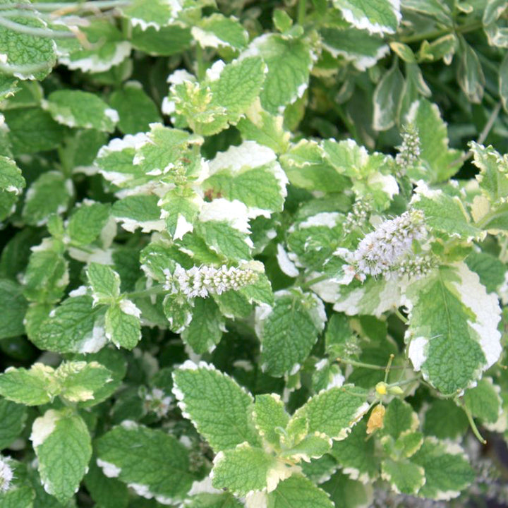 Mentha suaveolens 'Variegata'