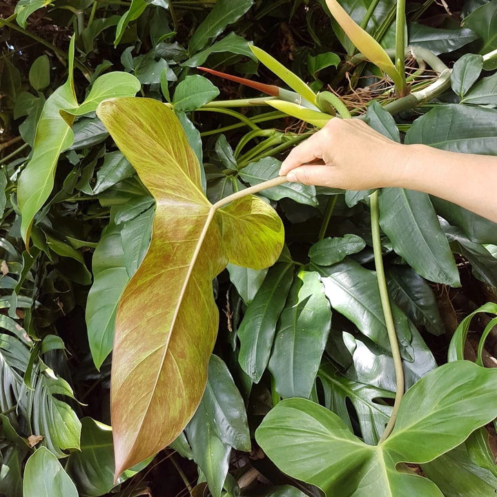 Philodendron mexicanum