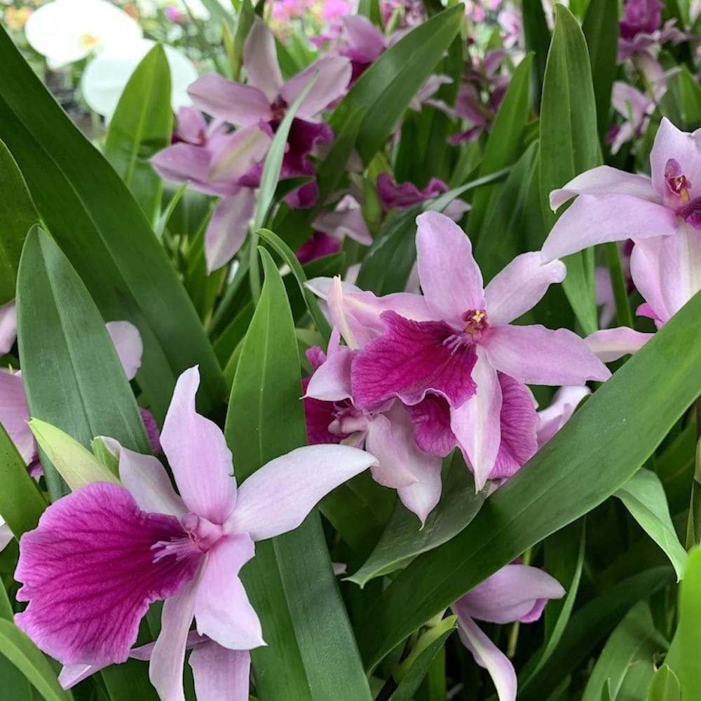 Miltonia Honolulu 'Lipstick'