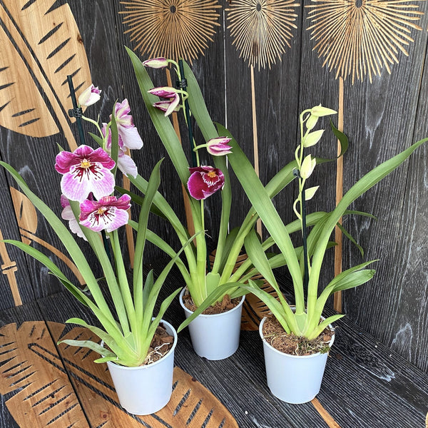 Miltoniopsis mix - Fragrant panseluta orchid