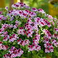 Muscate antitantari parfumate - Pelargonium 'Nova' Mosquitaway