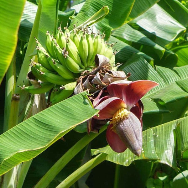 Bananier - Musa sikkimensis (Darjeeling Banana)