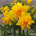 Narcissus 'Tete Boucle'
