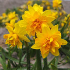 Narcissus 'Tete Boucle'
