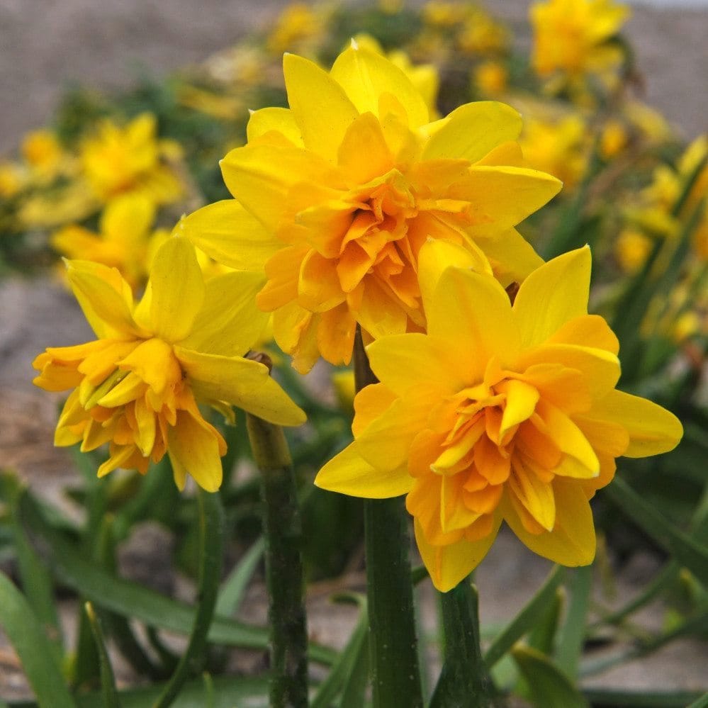 Narcissus 'Tete Boucle'