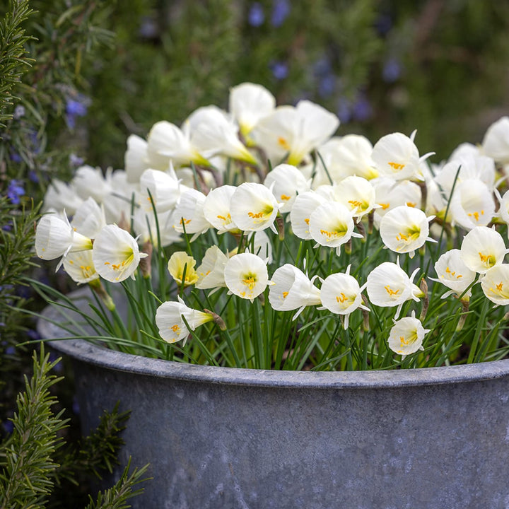 Narcissus 'White Petticoat'