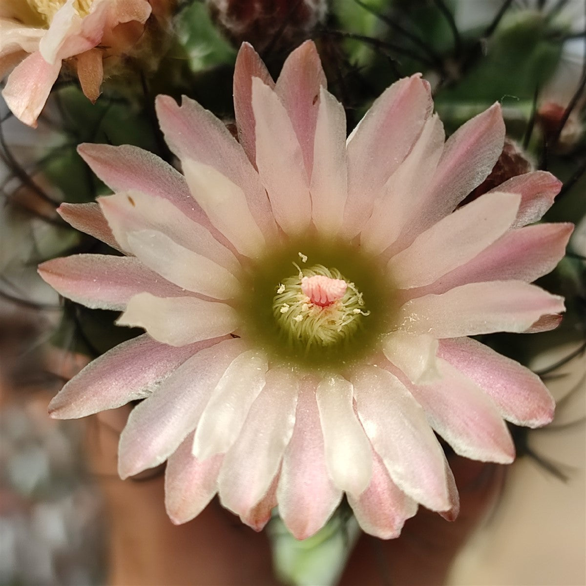 Neoporteria paucicostata var. viridis