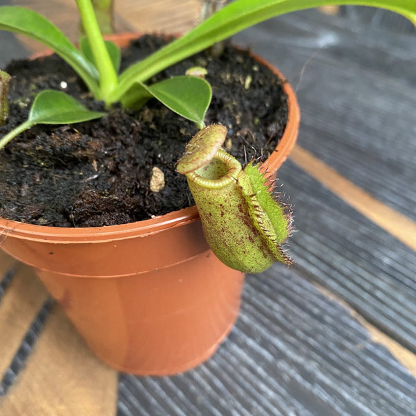 Nepenthes D8