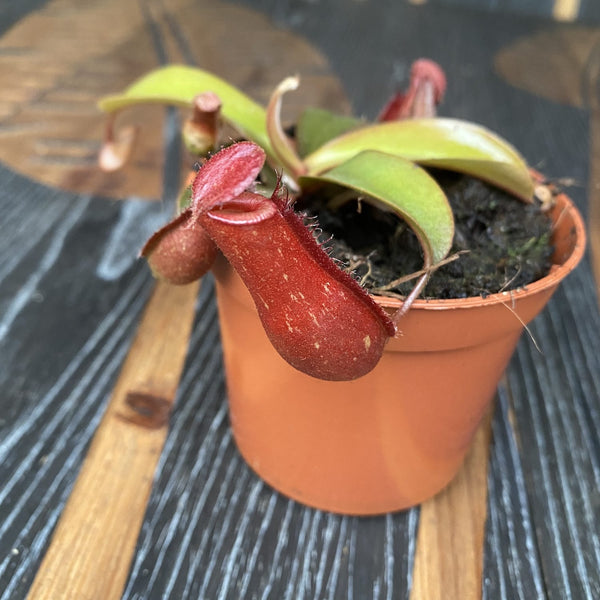 Nepenthes Bloody Mary - Eine spektakuläre fleischfressende Pflanze!
