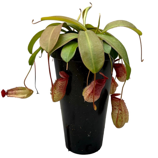 Nepenthes-Affenglas 'Sam' - Eine spektakuläre fleischfressende Pflanze!