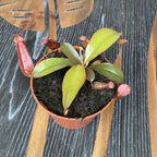 Nepenthes Bloody Mary - Eine spektakuläre fleischfressende Pflanze!