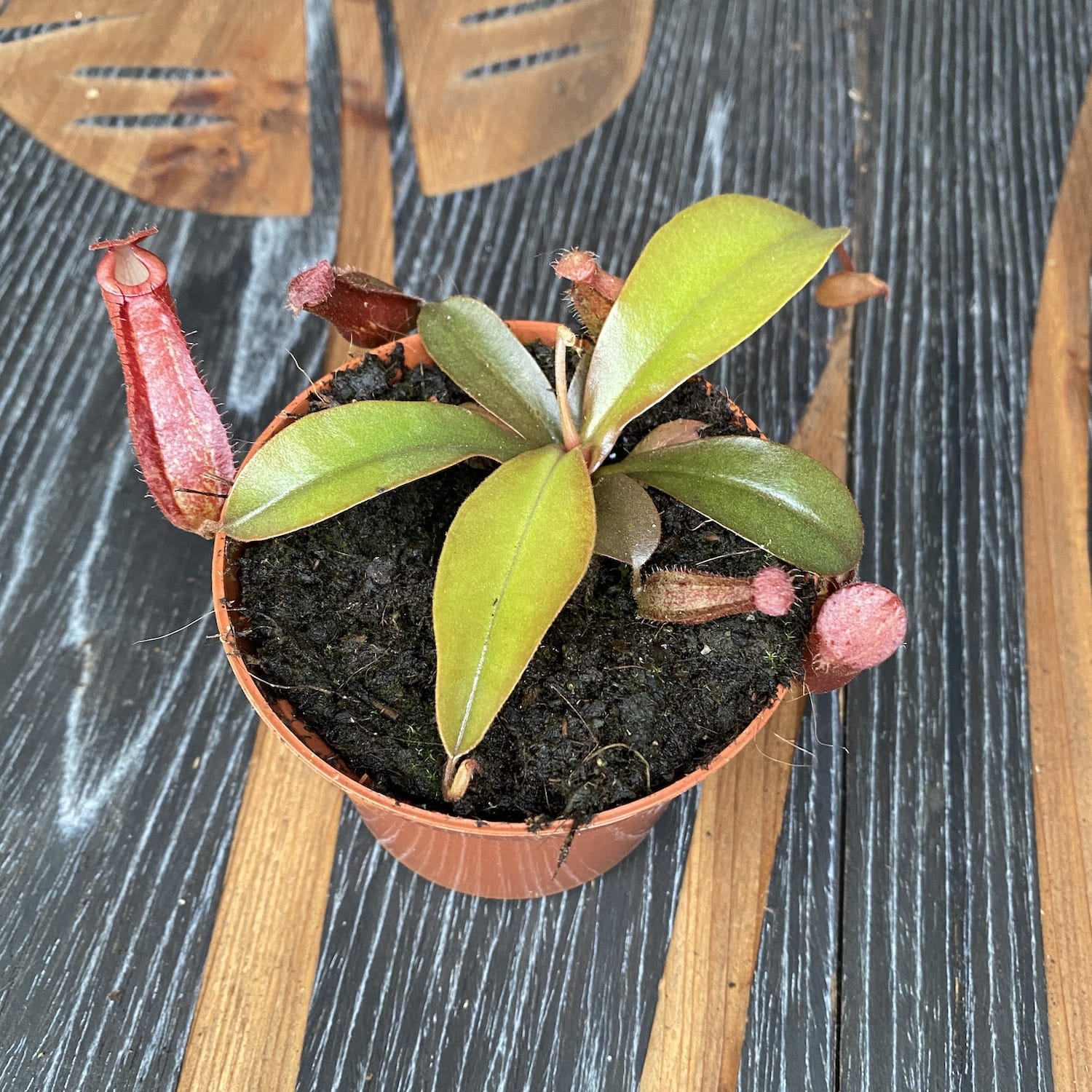 Nepenthes Bloody Mary - O planta carnivora spectaculoasa!