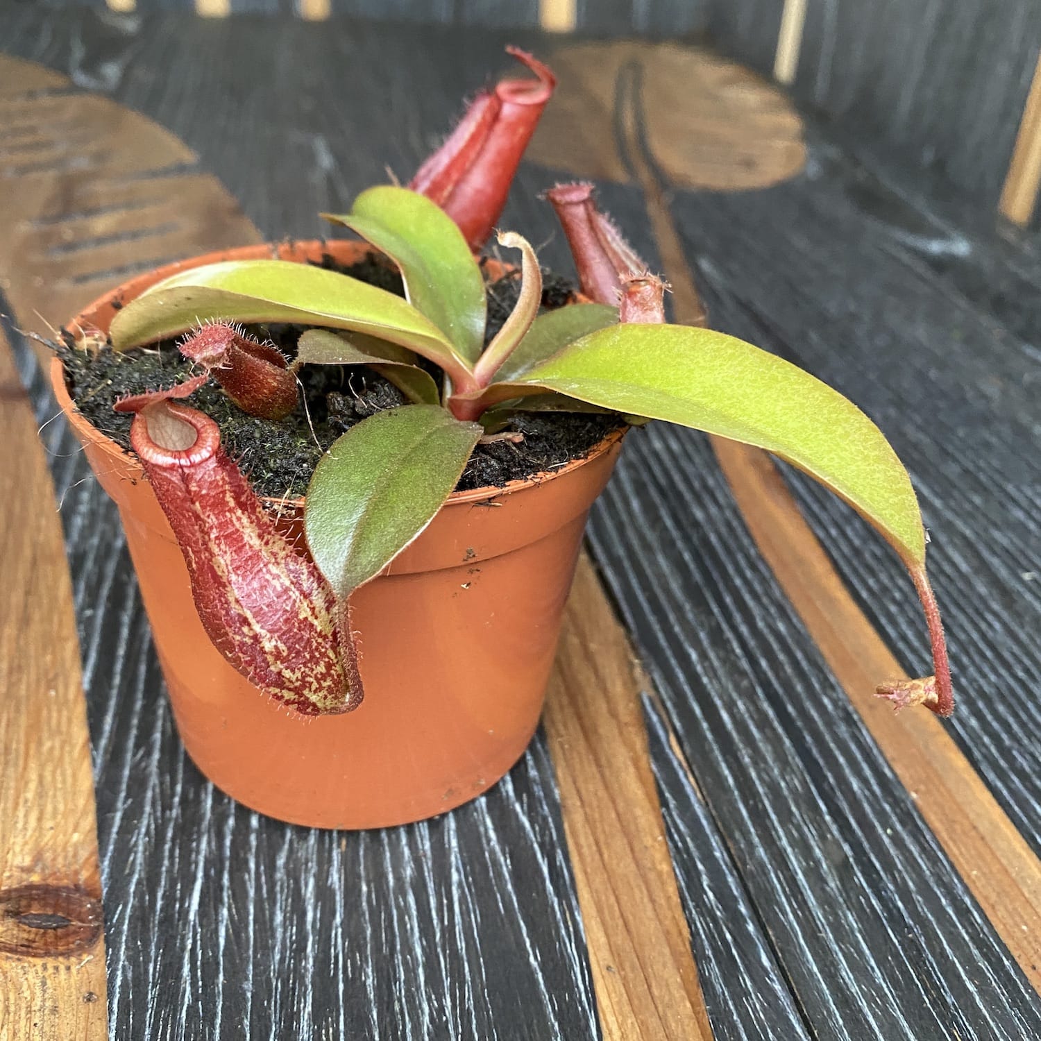 Nepenthes Bloody Mary - O planta carnivora spectaculoasa!