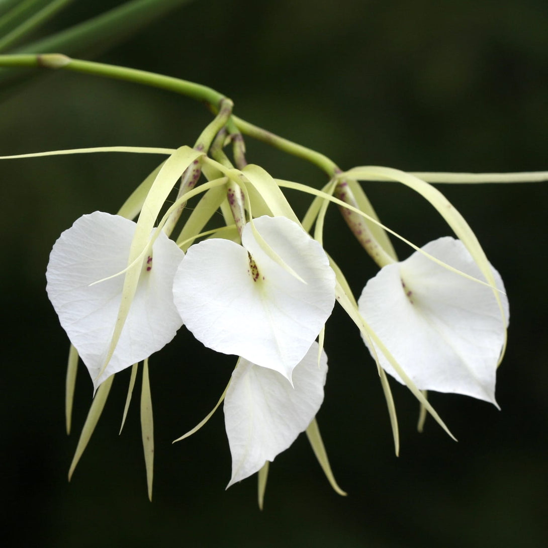 Brassavola nodosa var. grandiflora