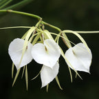 Brassavola nodosa var. grandiflora