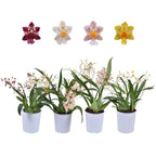 Oncidium Twinkle mix - parfumat