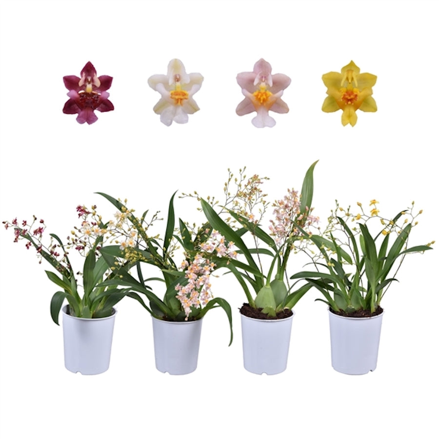 Oncidium Twinkle mix - fragrant
