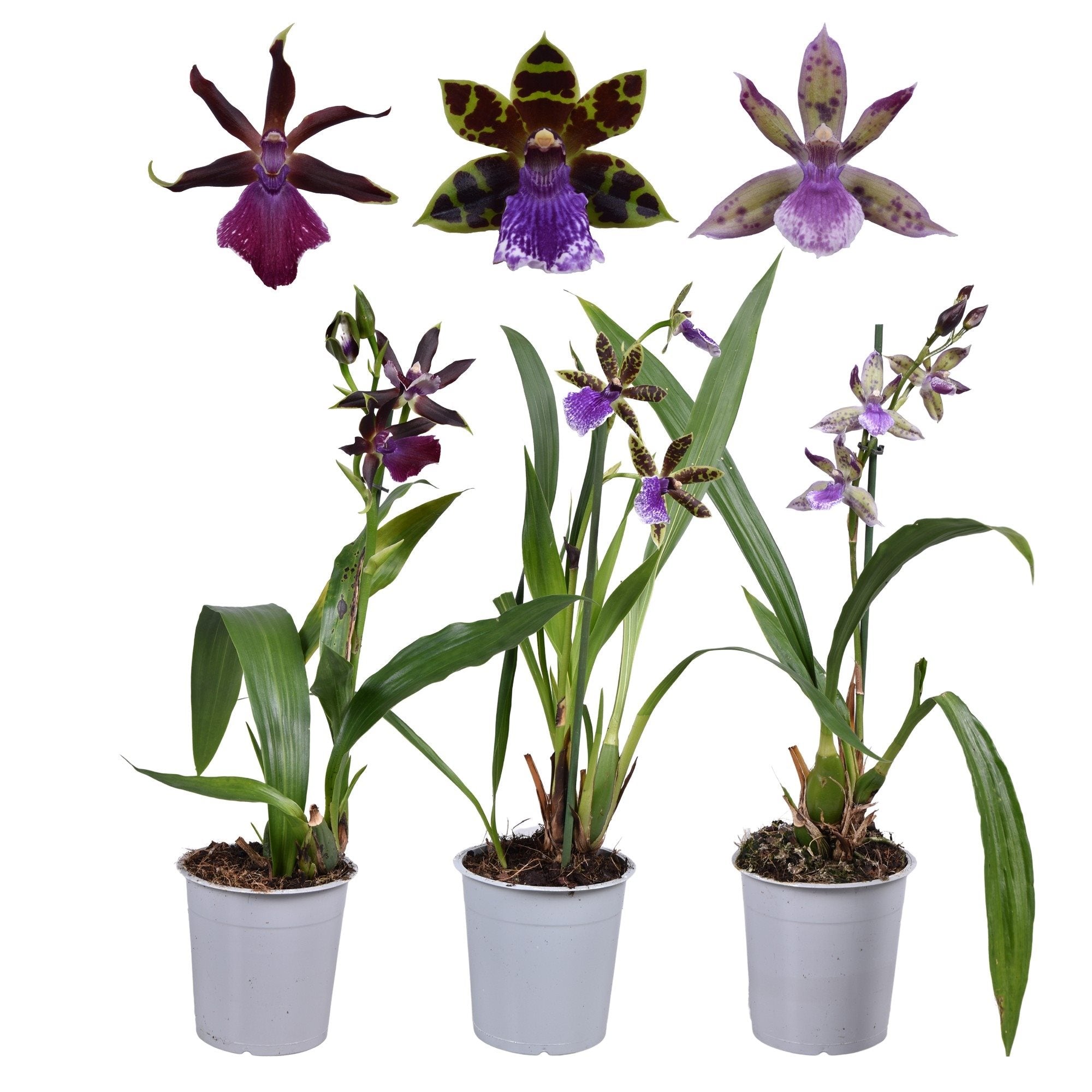 Zygopetalum mix - profumato