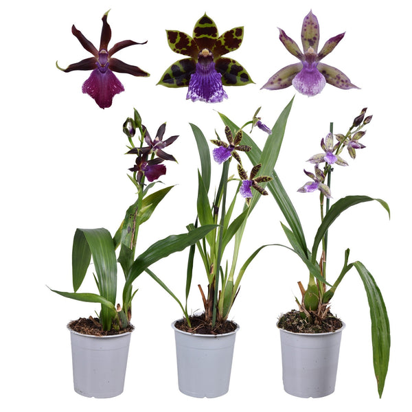 Zygopetalum mix - parfumat