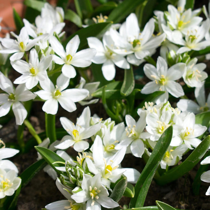 Ornithogalum Balansae - Steaua din Betheleem, Balusca