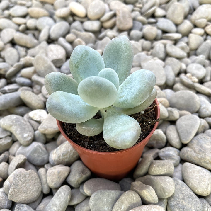 Pachyphytum oviferum (Moonstones)