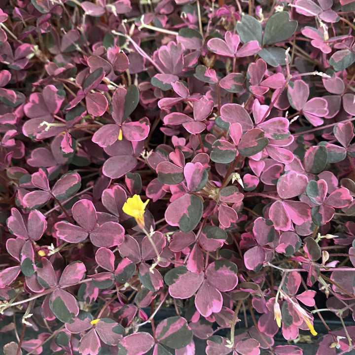 Oxalis vulcanicola 'Plum Crazy'