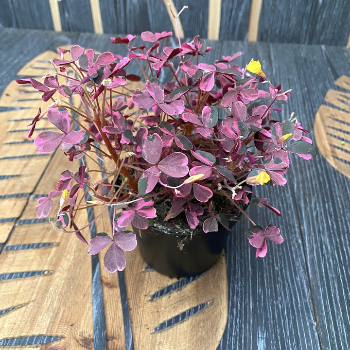 Oxalis vulcanicola 'Plum Crazy'