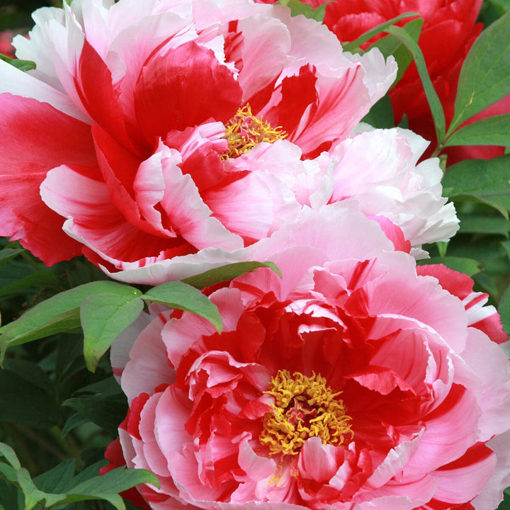 Paeonia suffruticosa 'Shima Nishiki'