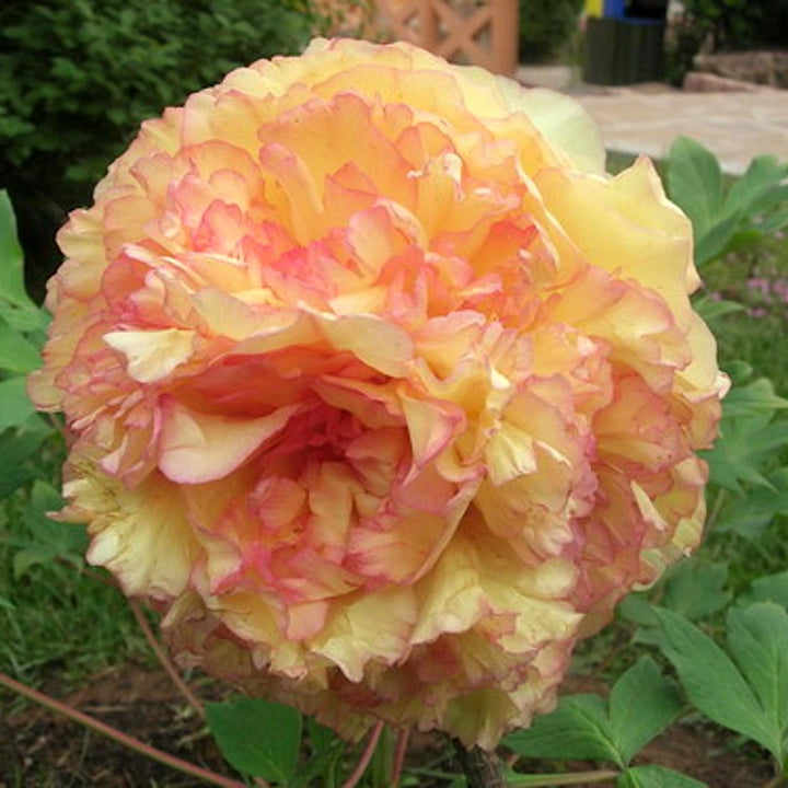 Paeonia suffruticosa 'Jin GE'