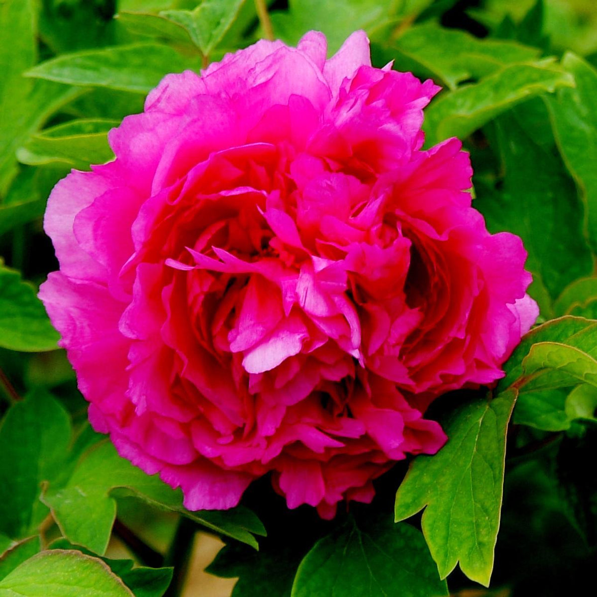 Paeonia suffruticosa 'Luo Yang Hong' - bujor arbustiv cu duble ciclam ...
