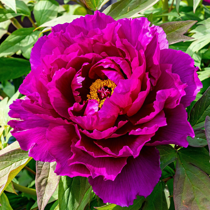 Paeonia suffruticosa 'Wu Long Peng Sheng'