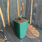 Paeonia suffruticosa 'Hai Huang' - strauchartige Pfingstrose mit doppelten gelben Blüten