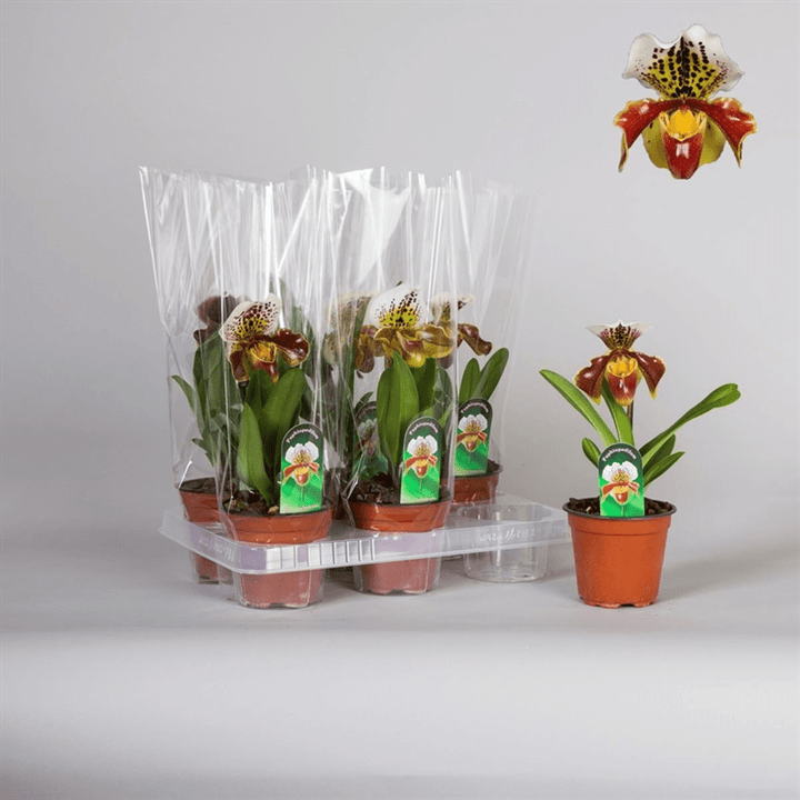 Paphiopedilum - hibrid american MIX (floare XL)