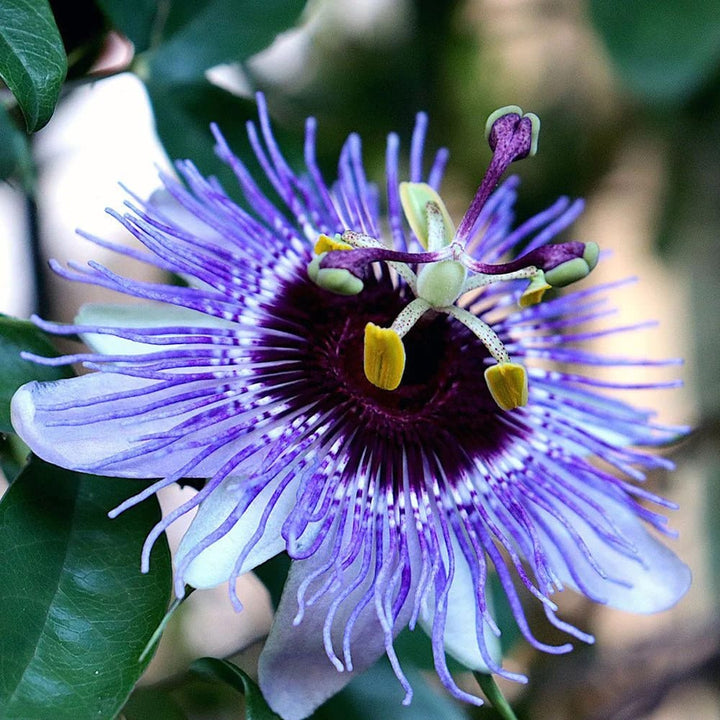 Passiflora caerulea 'Purple Haze'